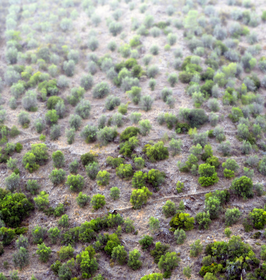 Encosta pontoada a verde entre muros