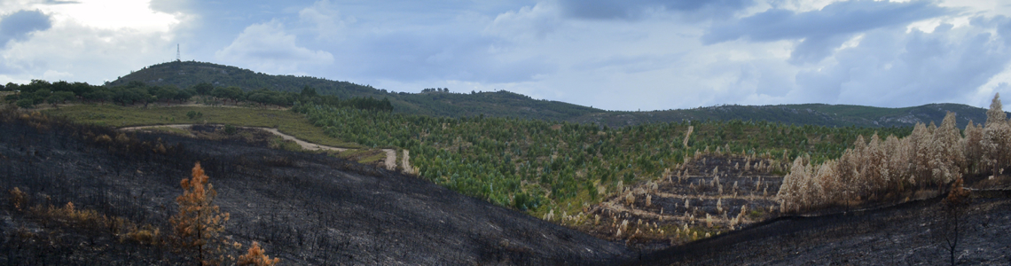 Paisagem queimada