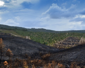 Paisagem queimada