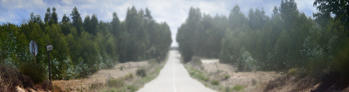Caminho entre eucaliptos