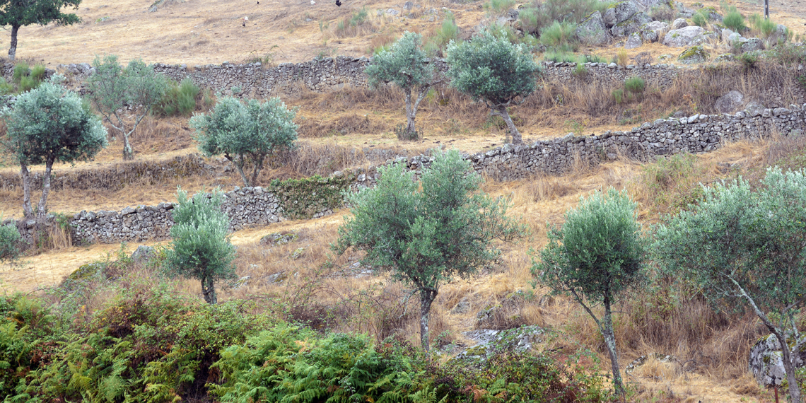 Muros e oliveiras
