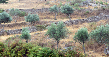 Muros e oliveiras