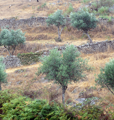 Muros e oliveiras