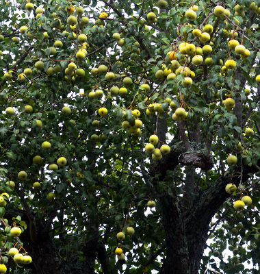 Marmelos