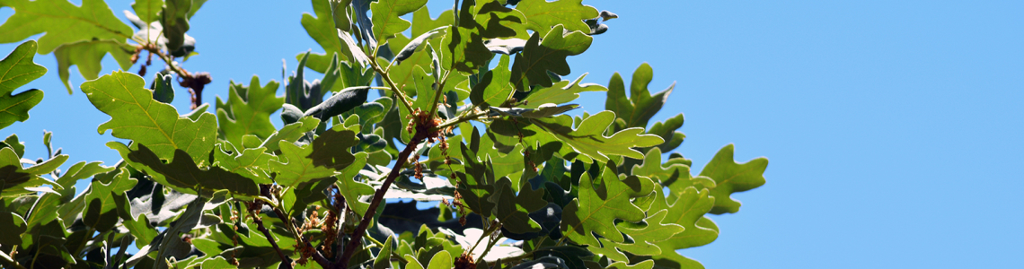 Quercus
