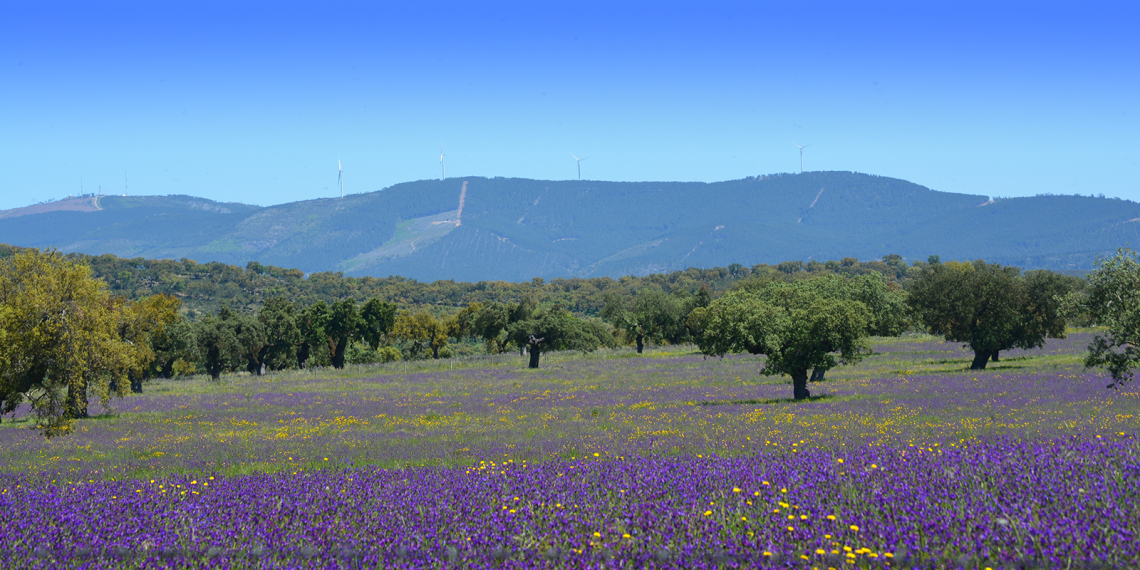 Vista para Norte no caminho Assumar-Urra