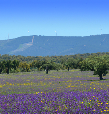 Vista para Norte no caminho Assumar-Urra