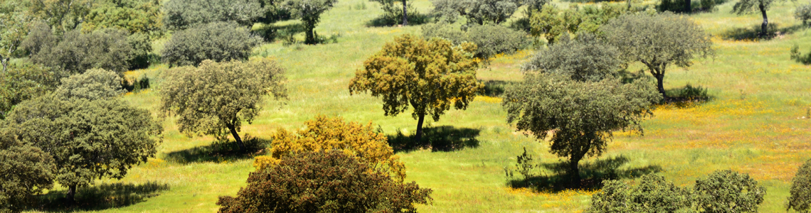 Sobreiros