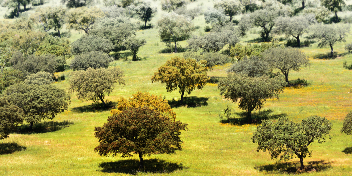 Sobreiros