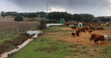 Vacas junto a linha de água