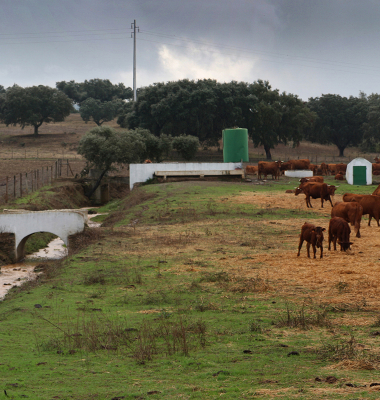 Vacas junto a linha de água