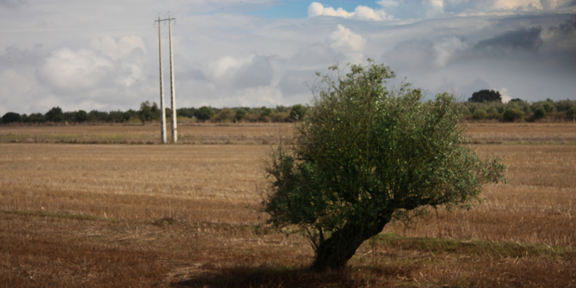 Oliveira e postes