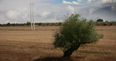 Oliveira e postes