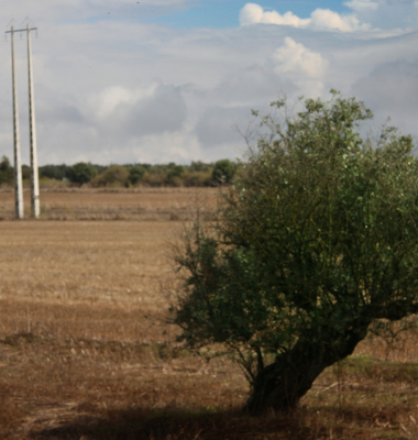 Oliveira e postes