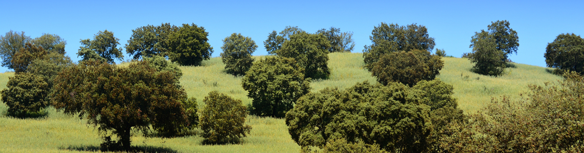 Montado a Norte da Barragem do Caia