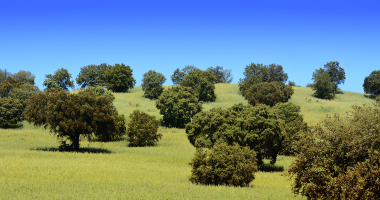 Montado a Norte da Barragem do Caia