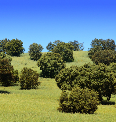 Montado a Norte da Barragem do Caia