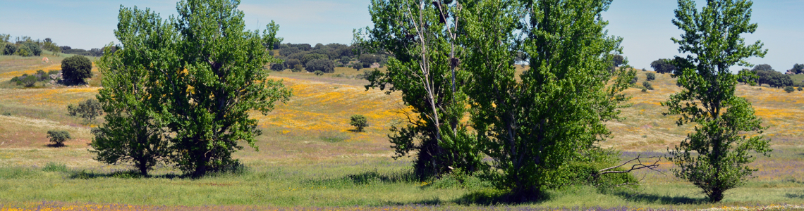 Paisagem a Norte da Barragem do Caia