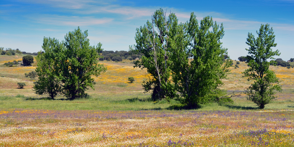 Paisagem a Norte da Barragem do Caia