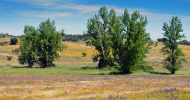 Paisagem a Norte da Barragem do Caia