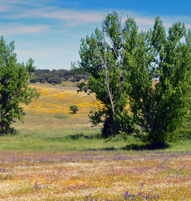 Paisagem a Norte da Barragem do Caia