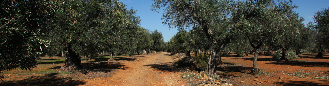 Vegetação autóctone: oliveiras