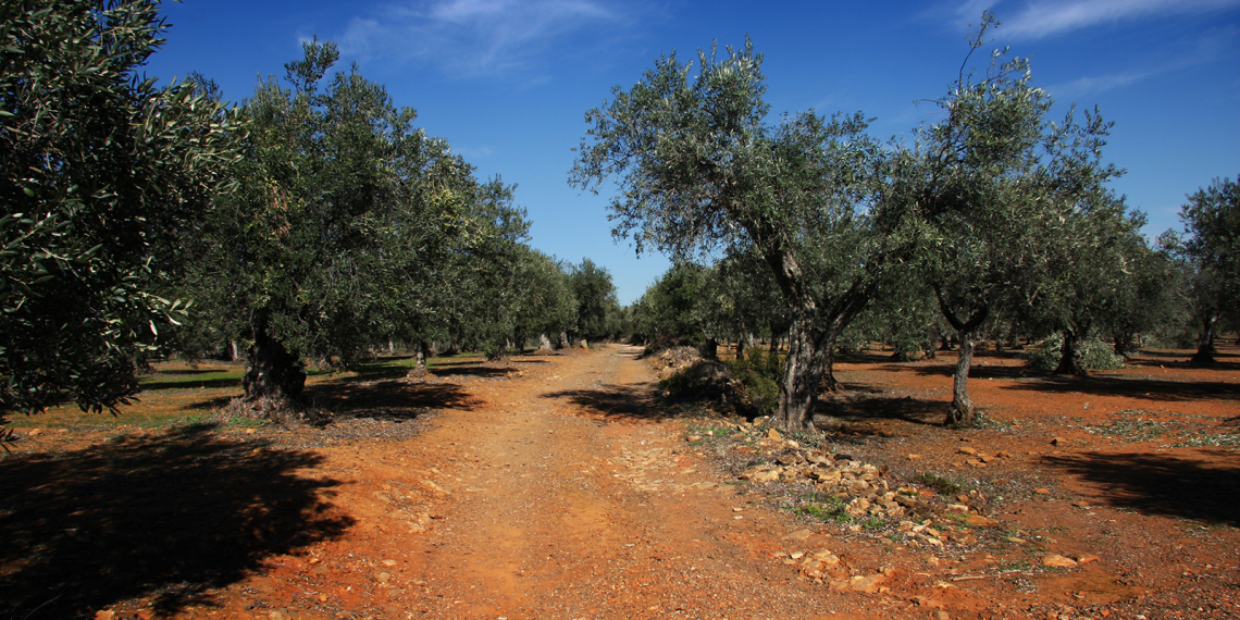 Vegetação autóctone: oliveiras