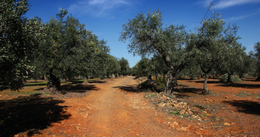 Vegetação autóctone: oliveiras