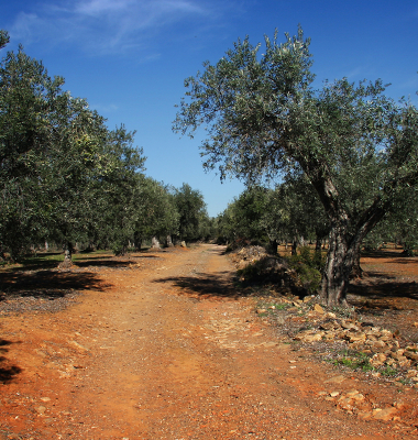 Vegetação autóctone: oliveiras